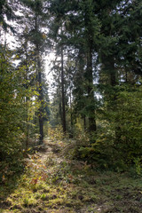 Forêt Automnale