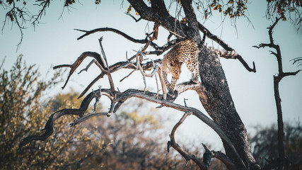 Leopard vom Baum kletternd, Etosha National Park, Namibia