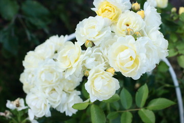 Low-growing floribunda with globular pale yellow flowers. Suitable for curbs...Lemon-yellow flowers with a mild aroma, small, Cup-shaped, in small brushes...Studless (or almost).