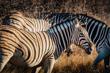 Tierportrait - Zebras in der Abendsonne, Etosha National Park, Namibia