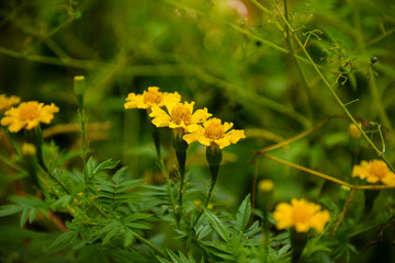 Cravo amarelo