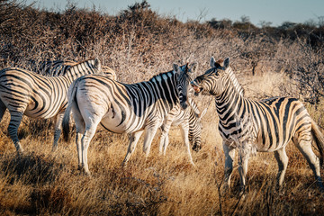 Fototapeta na wymiar Flehmendes Zebras in der Abendsonne, Etosha National Park, Namibia
