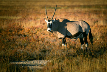 Einzelne Oryxantilope in der Abendsonne, Etosha National Park, Namibi