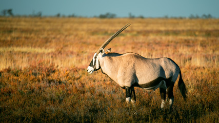 Einzelne Oryxantilope in der Abendsonne, Etosha National Park, Namibi
