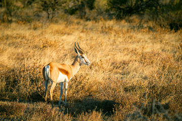 Einzelner Springbock in der Abendsonne, Etosha National Park, Namibia