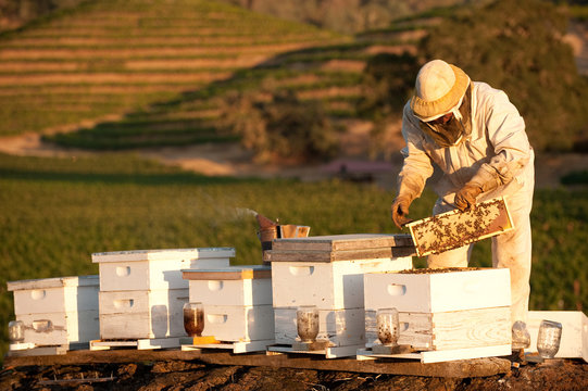 Beekeeper working with hives in Napa Valley at sunset