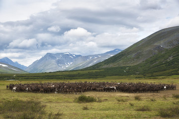 large herd of reindeers in summer, Yamal, Russia