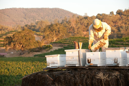 Beekeeper working with hives in Napa Valley at sunset