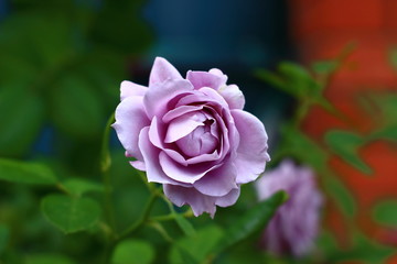 "Novalis, Poseidon". Beautiful blue rose. Floribunda.