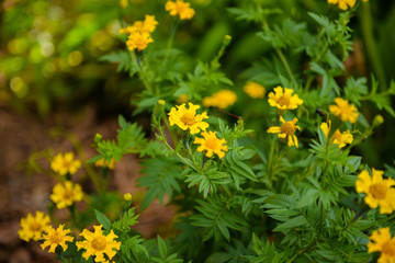 Brazilian wild carnation