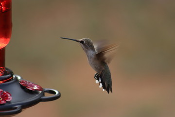 bird in flight