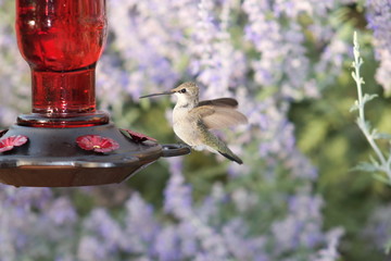 bird on feeder