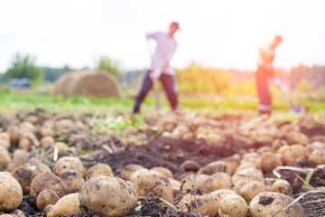 Potato field harvest