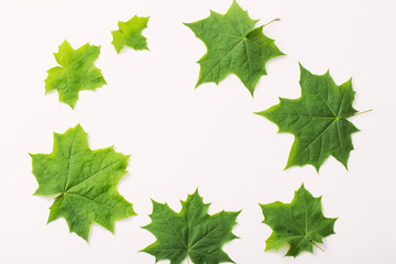 Fototapeta na wymiar green leaves on paper background