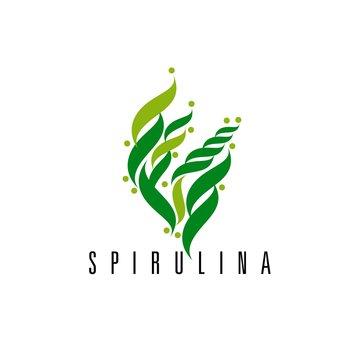 Illustration of superfood algae - spirulina in flat style. Isolated organic healthy food
