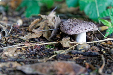 Mushroom among the autumn foliage and old leaves in forest, fall landscape.
