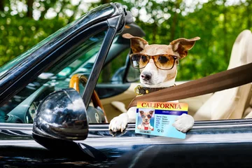 Crédence de cuisine en verre imprimé Chien fou dog drivers license  driving a car