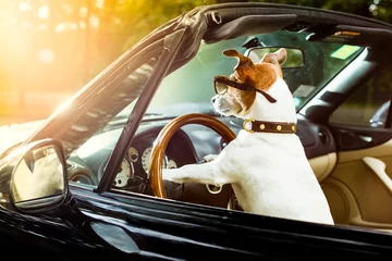 Papier Peint photo Lavable Chien fou permis de conduire chien conduire une voiture
