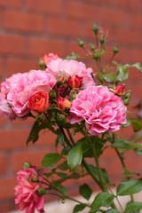 Gebruder Grimm (Korassenet, Eternal Flame, Brothers Grimm Fairy Tale, Gremlin, Joli Tambour) rose in summer garden.