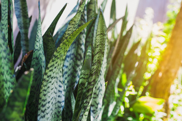 full frame shot of houseplant sansevieria - The Sanseveria aka Snake Plant or Mother In Law Tongue - Powered by Adobe