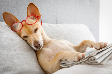 dog in bed with  newspaper