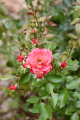 Gebruder Grimm (Korassenet, Eternal Flame, Brothers Grimm Fairy Tale, Gremlin, Joli Tambour) rose in summer garden.