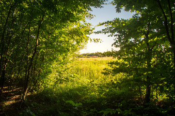 Obraz premium Beech forestBeech forest. Main forest-forming species of European forests