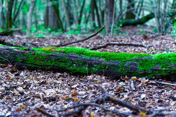 Moss on tree roots, branch and log in a green forest or moss on tree trunk. Tree bark with green moss. Selective focus.