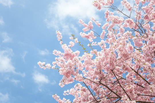 Pink sakura blossom against blue sky