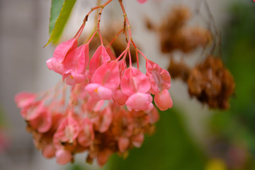wild flower 