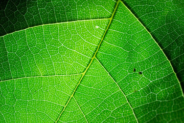 close-up pattern of green leaf surface background