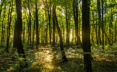 Beech forestBeech forest. Main forest-forming species of European forests
