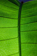 close-up pattern of green leaf surface background