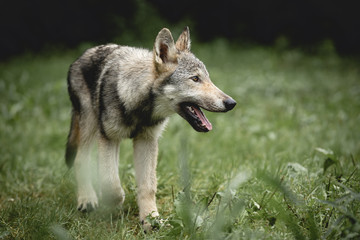 Gray Wolf Puppy