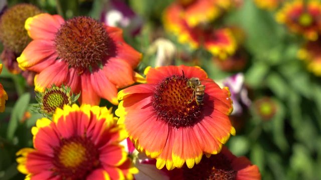 abeille sur fleur rouge orange