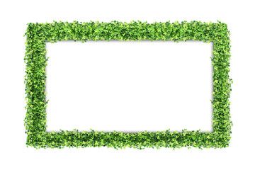 Many Green Ficus pumila leaves and blank Photo frame isolated on white background
