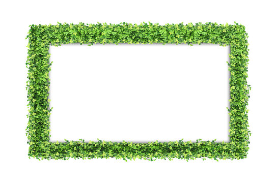 Many Green Ficus pumila leaves and blank Photo frame isolated on white background