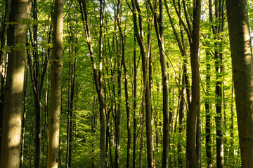 Fototapeta na wymiar Beech forestBeech forest. Main forest-forming species of European forests