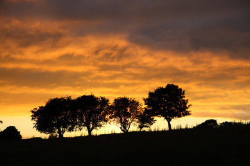 Fototapeta na wymiar Trees silhouetted by beautiful orange sunser
