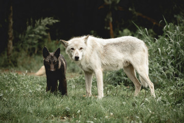 Wolf Elder