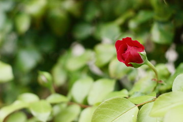 Gebruder Grimm (Korassenet, Eternal Flame, Brothers Grimm Fairy Tale, Gremlin, Joli Tambour) rose in summer garden.
