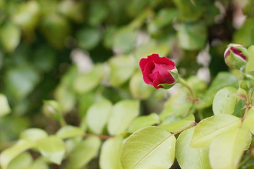 Gebruder Grimm (Korassenet, Eternal Flame, Brothers Grimm Fairy Tale, Gremlin, Joli Tambour) rose in summer garden.