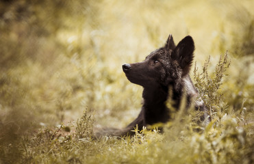 Wolf Puppy Ponder - 222014035