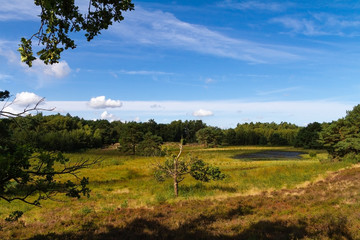 Fototapeta na wymiar Idyllische Heidefläche mit Teich in Norddeutschland