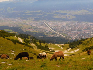 Sheeps on Nordkette peak