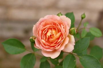 The rose Lady’s of Shalot in the garden.