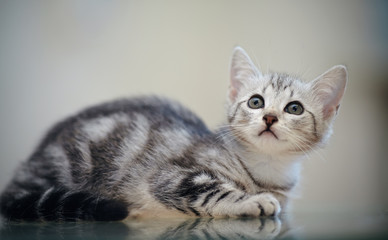 Gray striped domestic kitten