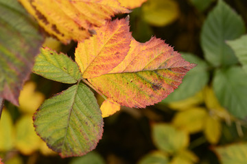 Autumn leaves