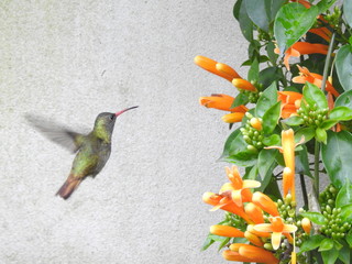 Hummingbird © Gonzalo