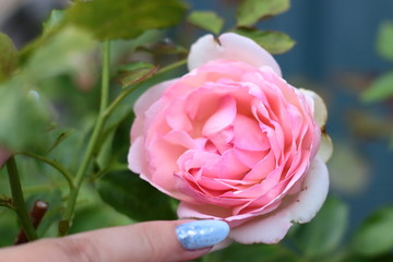 hand with a manicure stretches to a bud of rose Pierre Ronsard